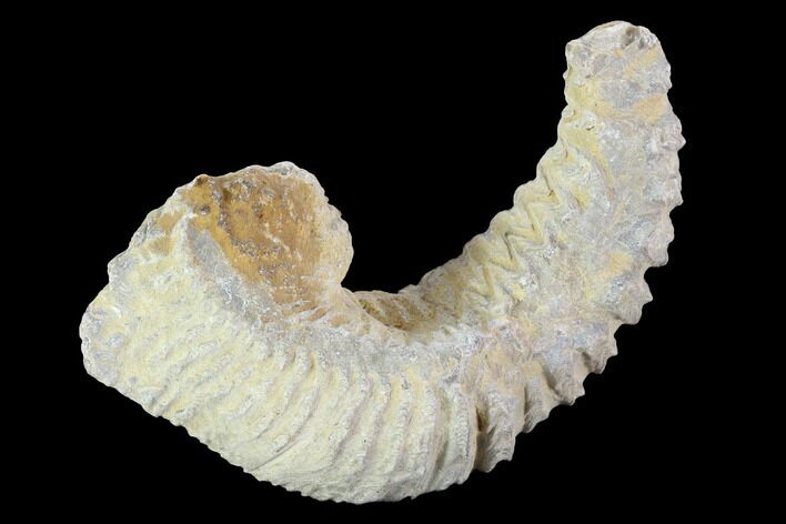 Cretaceous Fossil Oyster (Rastellum) - Madagascar #100324